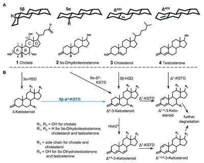 Substrate Inhibition of 5β-Δ4-3-Ketosteroid Dehydrogenase in Sphingobium sp. Strain Chol11 Acts as Circuit Breaker During Growth With Toxic Bile Salts